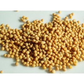 Semințe de muștar alb - Sinapis alba - 1kg întregi