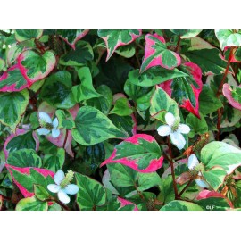 Houttuynia cordata - Houttuynia cordata - 50g măcinat