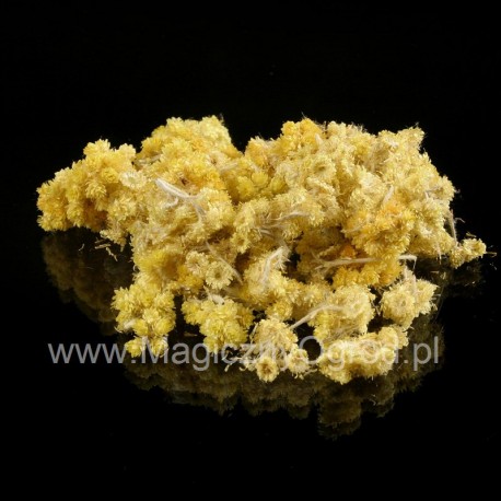 Floare de nisip de căpșuni - Helichrysum arenarium - 25g întreg