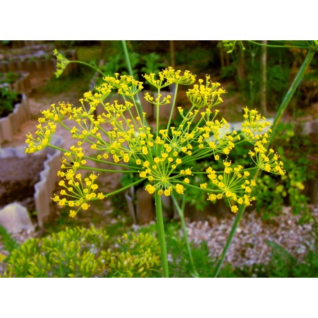 Semințe de mărar - Anethum graveolens - 100g