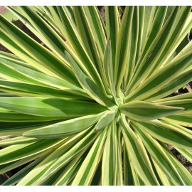 Frunze de yucca - Yucca aloifolia - 100g tocate