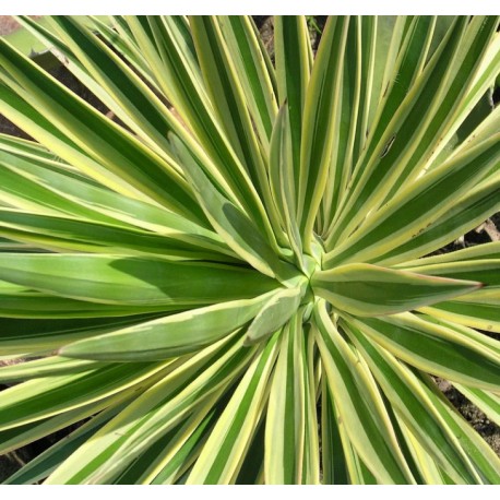 Frunze de yucca - Yucca aloifolia - 100g tocate