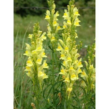 Linaria vulgaris - 100g tocat