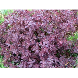 Frunze de sumac păroase - Cotinus coggygria - 50g tocat