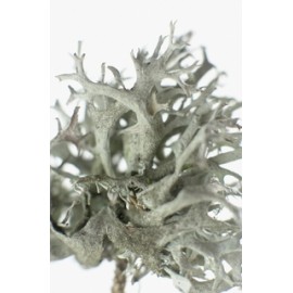 Lichenul islandez - Cetraria islandica - 50g tocat
