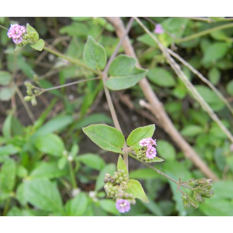 Rădăcină de Punarnava - Boerhavia diffusa - 250g tocat