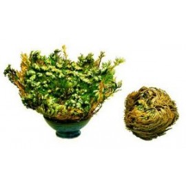 Trandafir din Ierihon - Selaginella lepidophylla - 10x mic