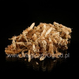 Conuri de pin - Pini gemmae - 100g