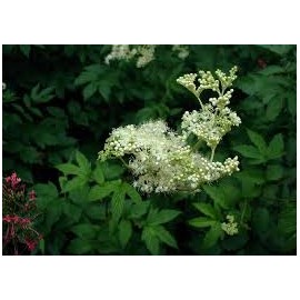 Ulm de coada șoricelului - Filipendula ulmaria - 100g tocat